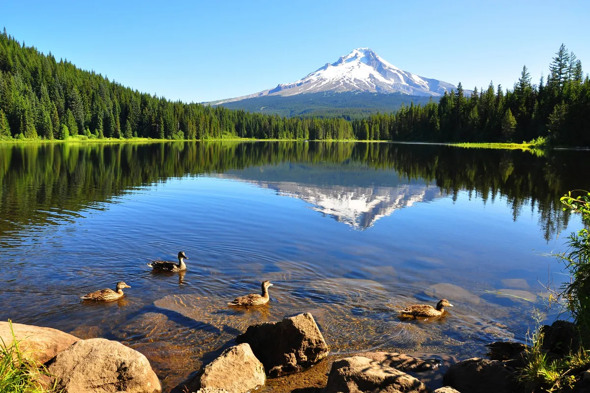 A breathtaking view of a serene mountain peak reflecting on a calm lake, bordered by dense forest and dotted with wildlife such as ducks. The landscape evokes outdoor activities like hiking, fishing, picnicking, and stargazing.