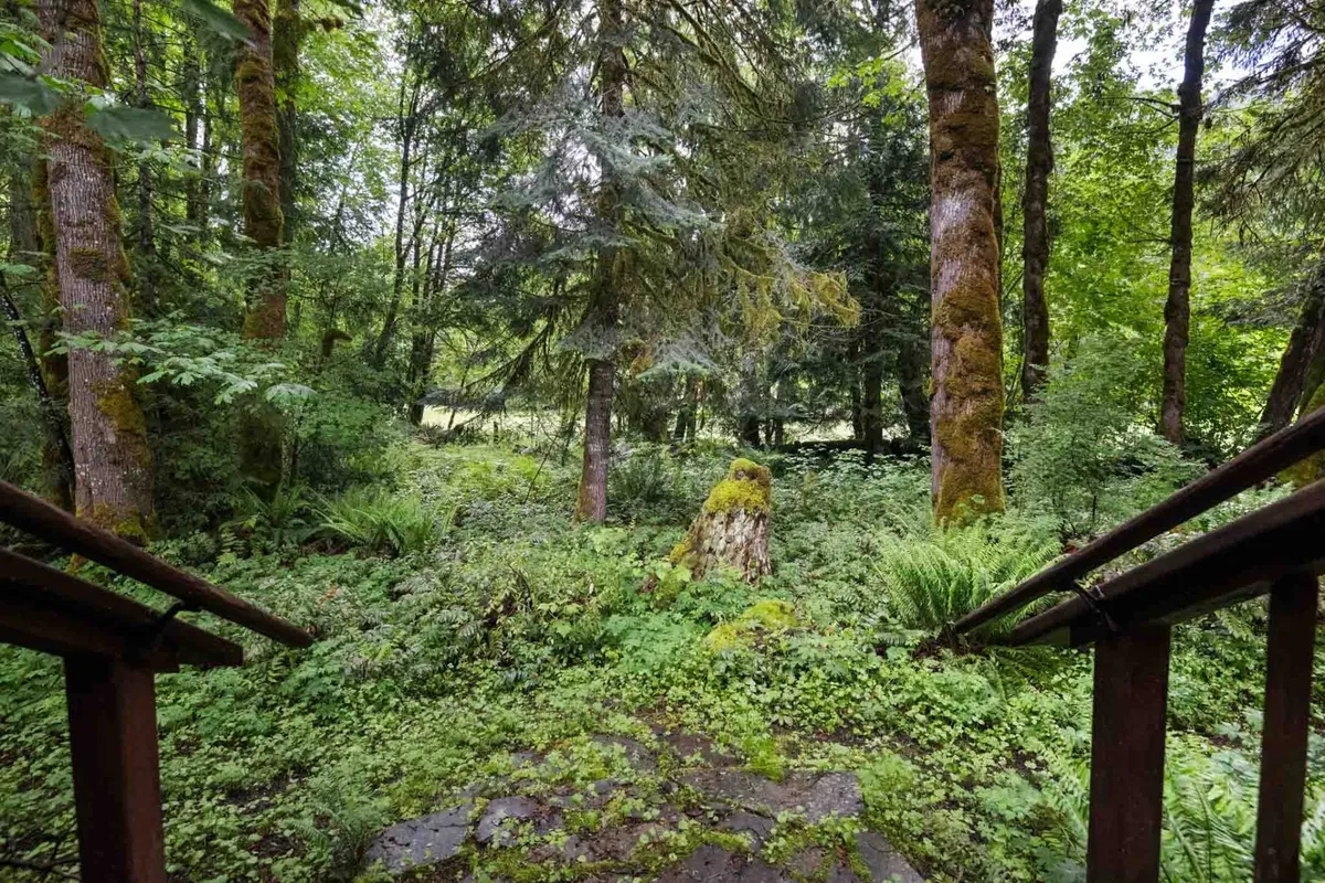 A serene snapshot of lush woodland with moss-covered stumps and tall trees, inviting guests to explore or enjoy meditative moments in nature. The image evokes a sense of tranquility, natural beauty, and the allure of the outdoors.